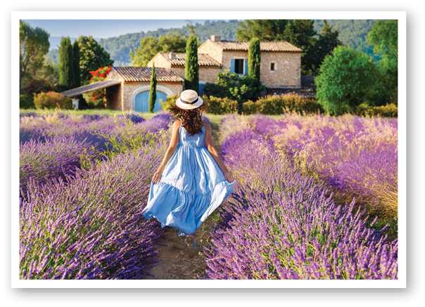 Provence, France  Beautiful view on blooming Lavender fields in Provence, France  National park Luberon  Lovely young Caucasian woman enjoying the lavender meadow walking to traditional French house 