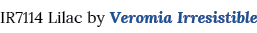 IR7114 Lilac by Veromia Irresistible