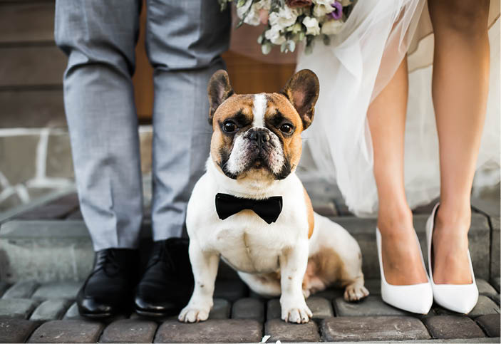 a pug dog with a bow tie stands near the feet of the bride and groom