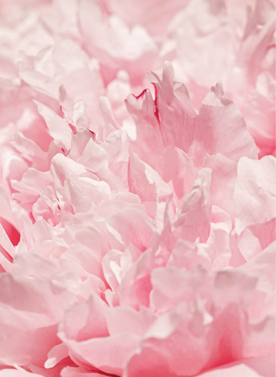 Vivid peony flowers close up nature as blur banner background, summer festive floral pattern, abstract nature delicate flowery backdrop, botany environment scenery pink white blooming flower, sunlight