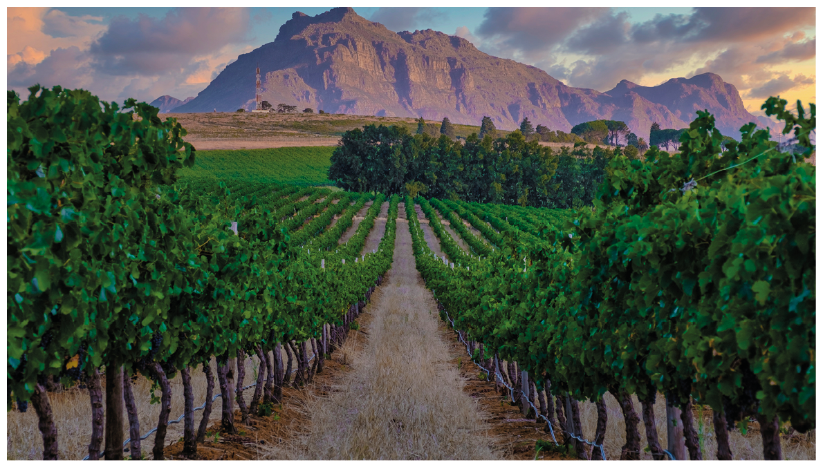 A row of green vines growing in front of a mountain. Description generated by AI