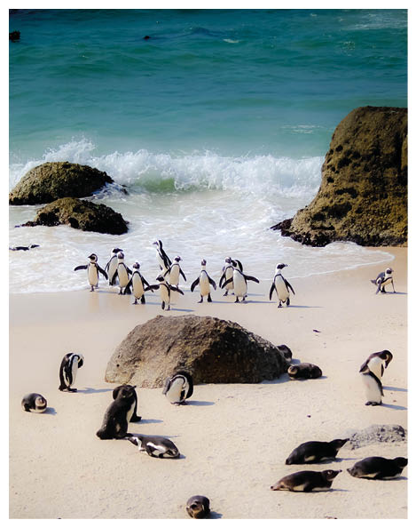 A group of penguins are standing on a beach. Description generated by AI