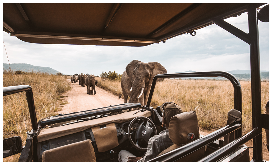 A man is driving a jeep with an elephant walking in front of him. Description generated by AI