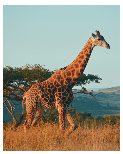 A giraffe walking in a field. Description generated by AI