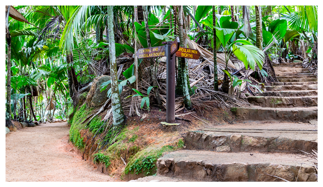 Vall e de Mai Nature Reserve, stone steps trail through ancient rainforest with palm trees and lush tropical endemic vegetation around, Praslin Island, Seychelles.