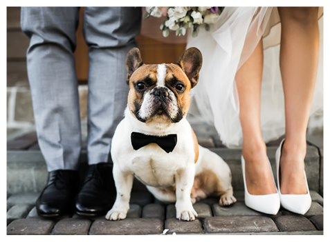 a pug dog with a bow tie stands near the feet of the bride and groom