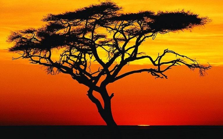 Acacia tree Africa