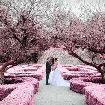 Charville-Park-Hotel-&-Leisure-Club-cherry-blossom