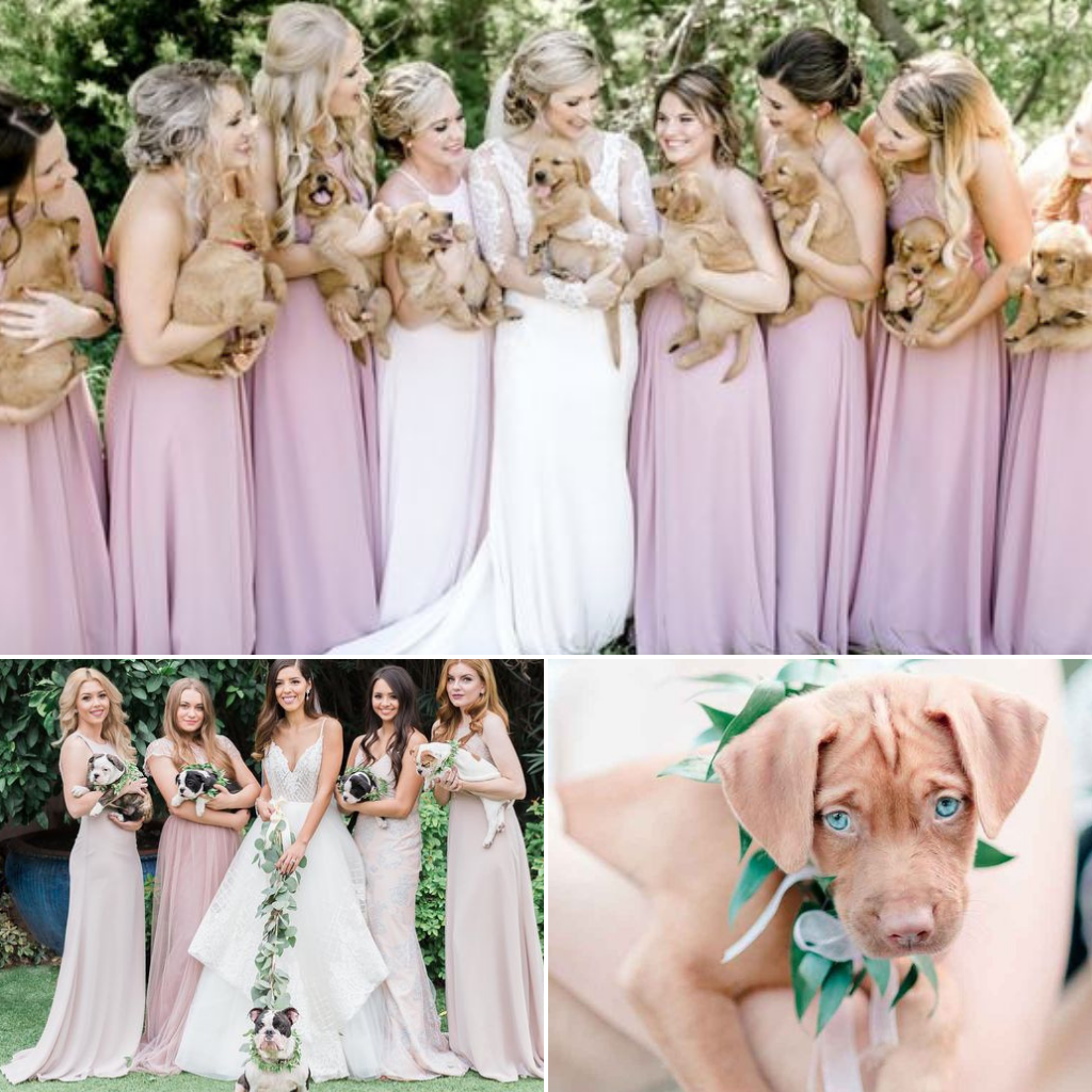 Pets-Included-In-Your-Wedding-Day