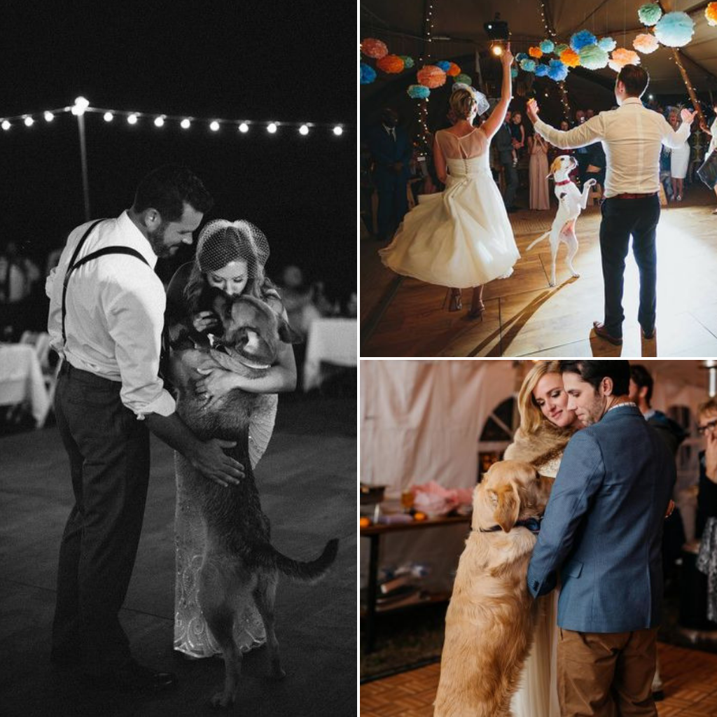 Pets-Included-In-Your-Wedding-Day