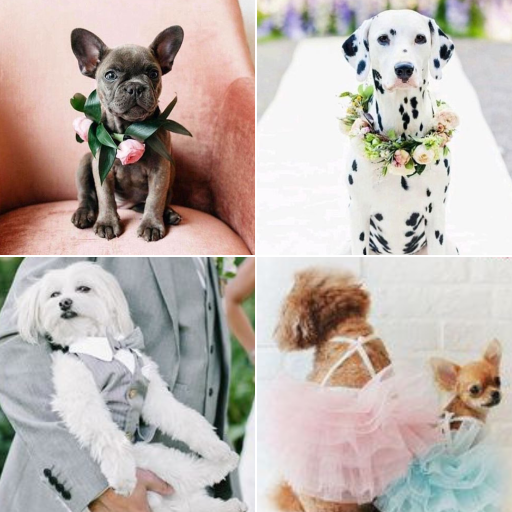 Pets-Included-In-Your-Wedding-Day