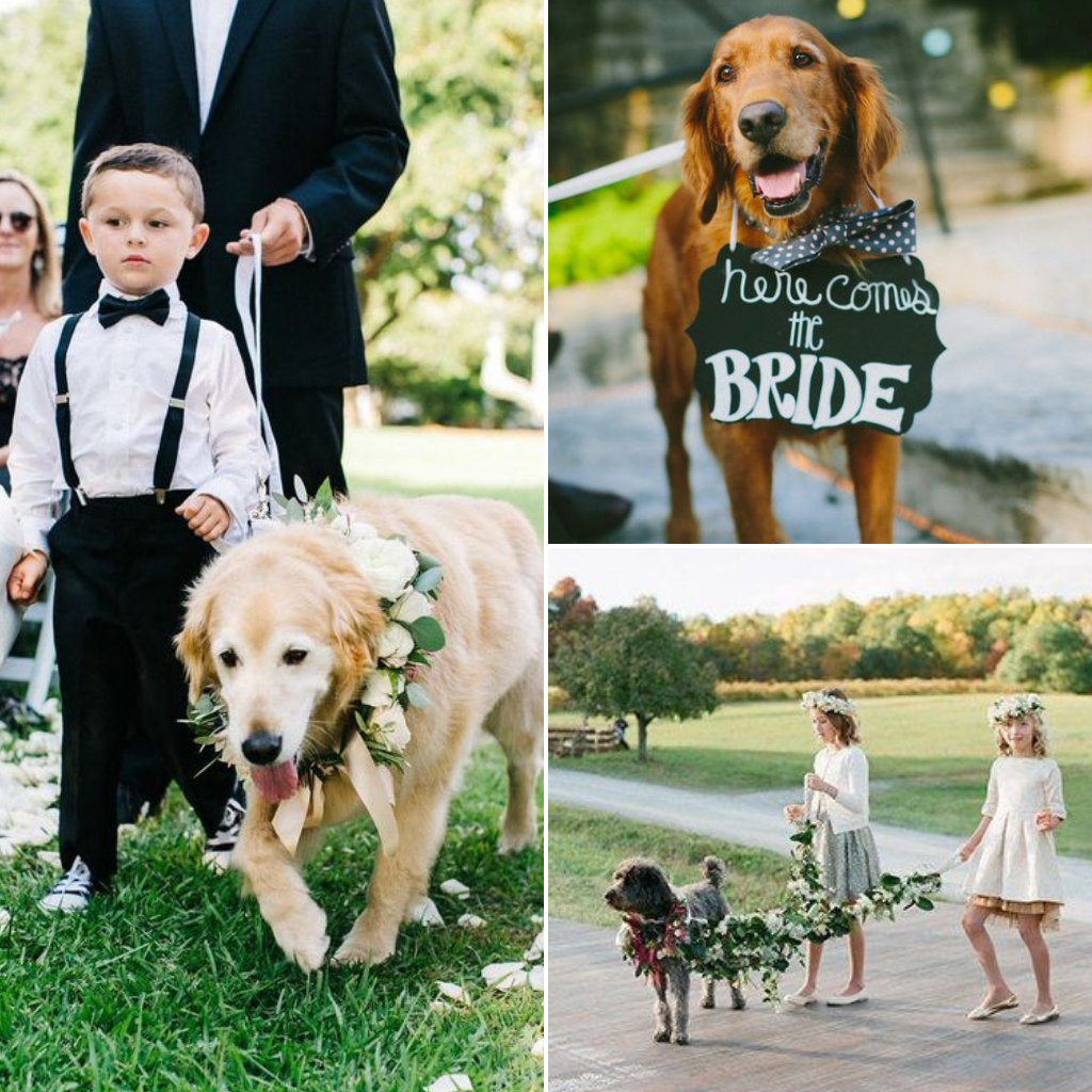 Pets-Included-In-Your-Wedding-Day