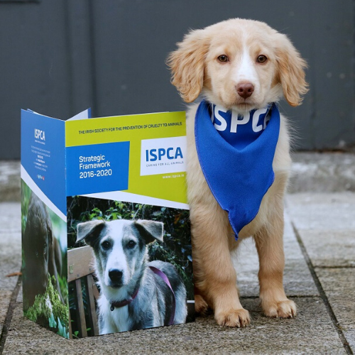 ISPCA-Irish-Charity-In-Need